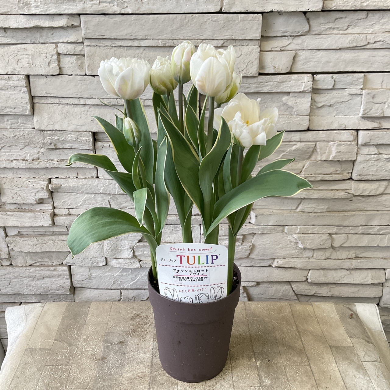 ちゅうりっぷ 斑入り葉チューリップ フォックストロットデザイン 5寸鉢 | 鉢