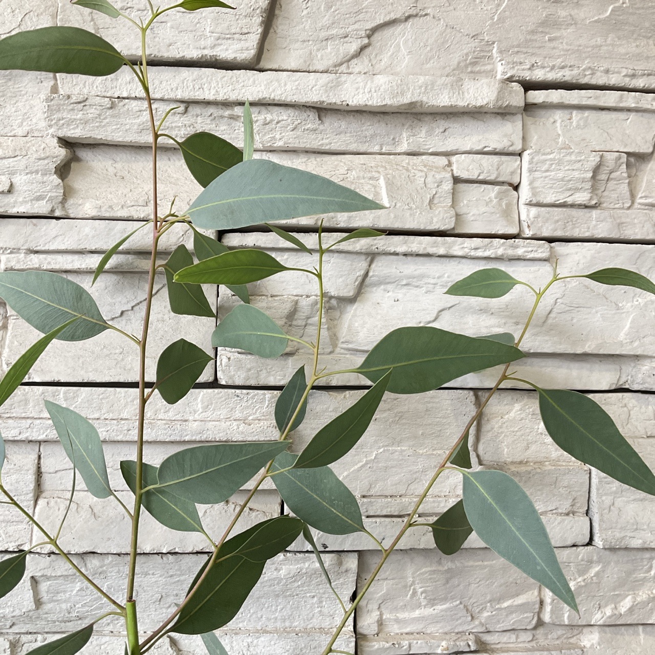 【送料無料】ユーカリ　デシピエンス 5寸鉢