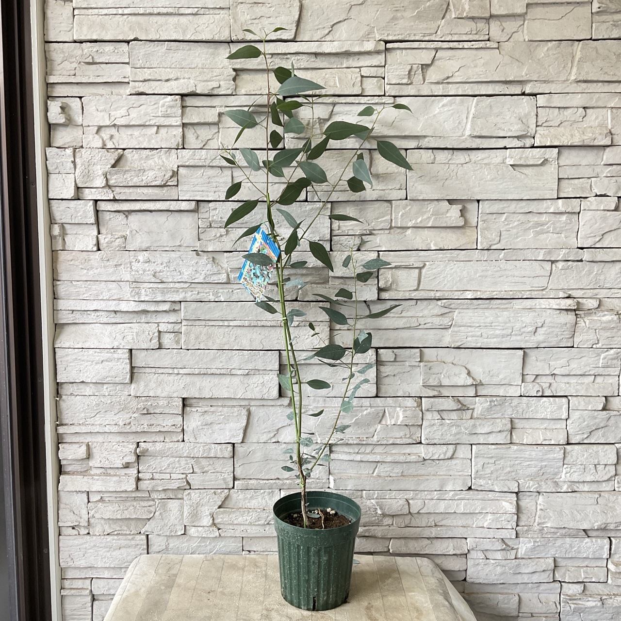 【送料無料】ユーカリ　デシピエンス 5寸鉢