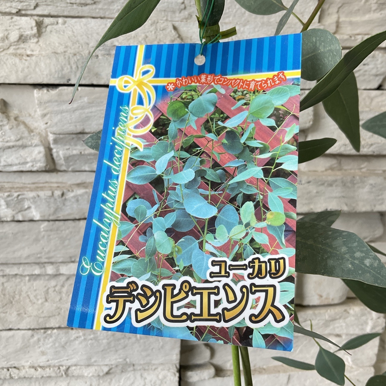 【送料無料】ユーカリ　デシピエンス 5寸鉢