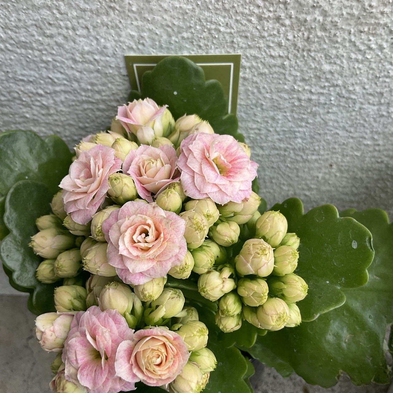 八重咲きカランコエ クララ | 鉢花・花苗 | 橋本種苗園オンラインストア