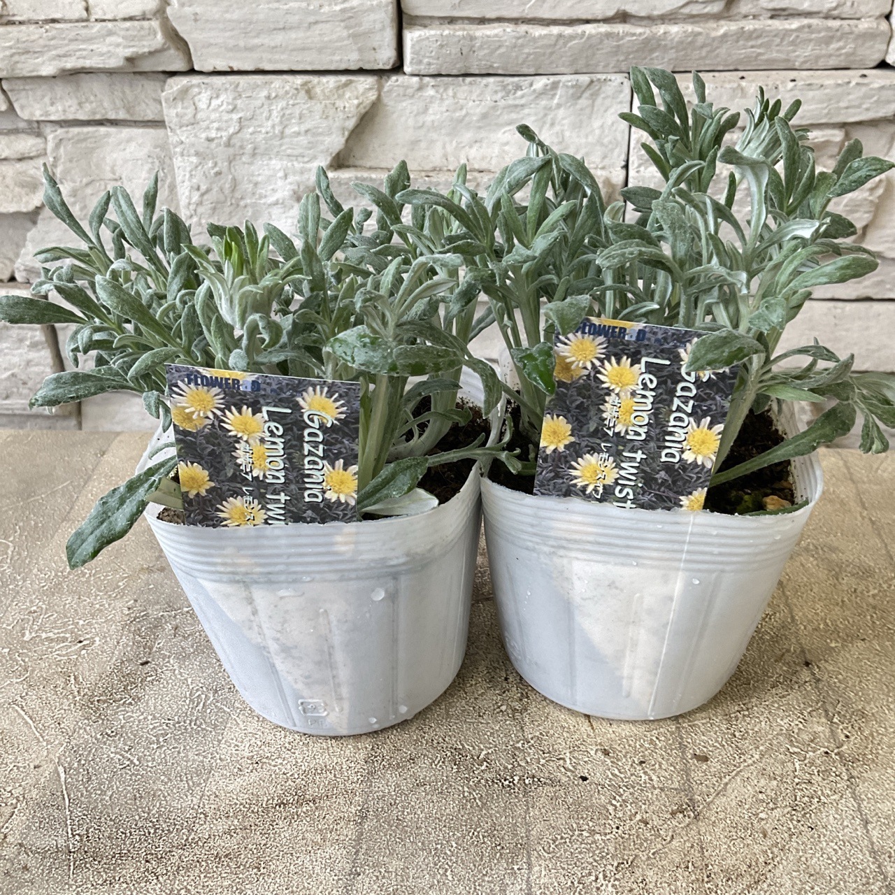 宿根ガザニア レモンスイフト 3.5寸ポット | 鉢花・花苗 | 橋本種苗園