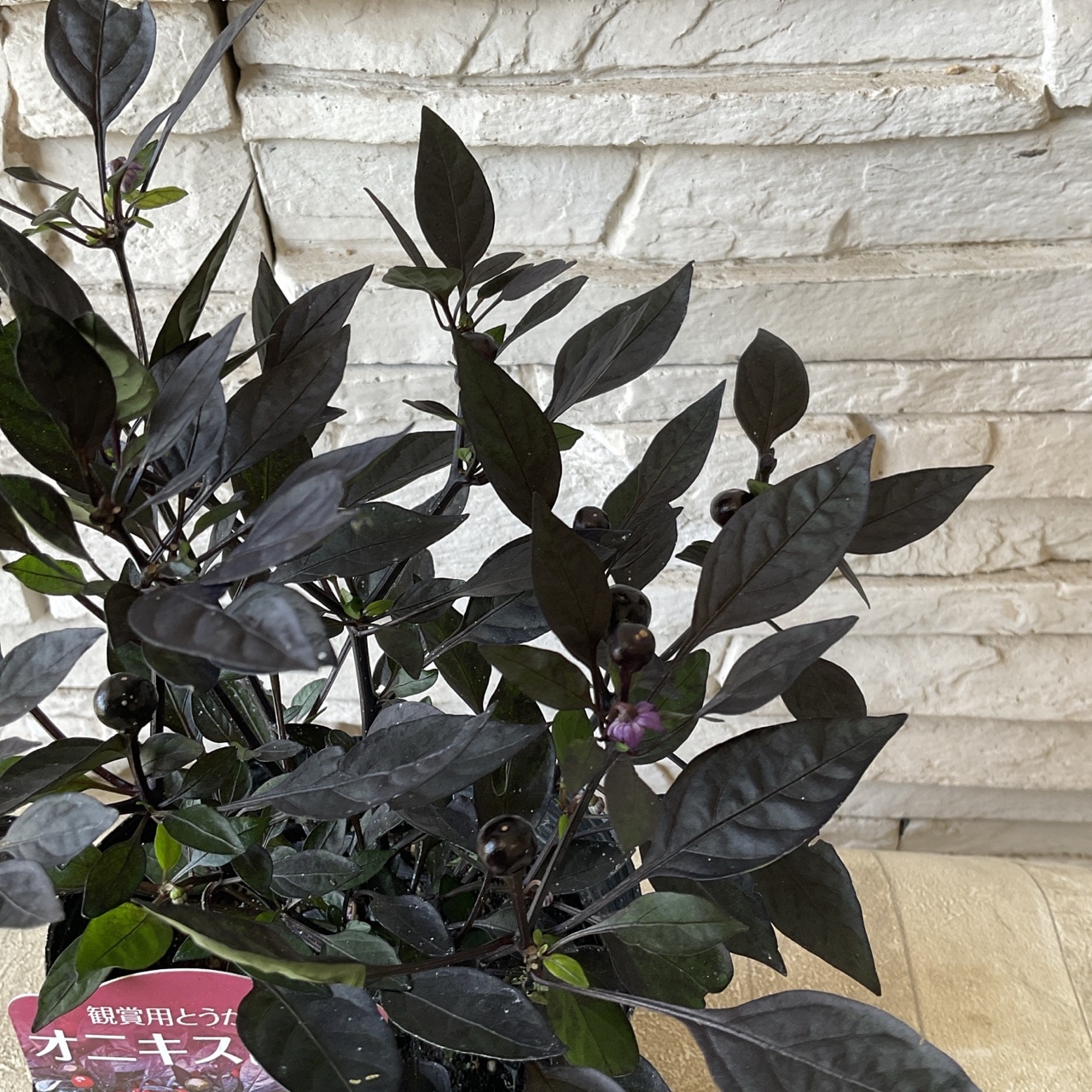 観賞用トウガラシ オニキスレッド 4寸ポット | 鉢花・花苗 | 橋本種苗