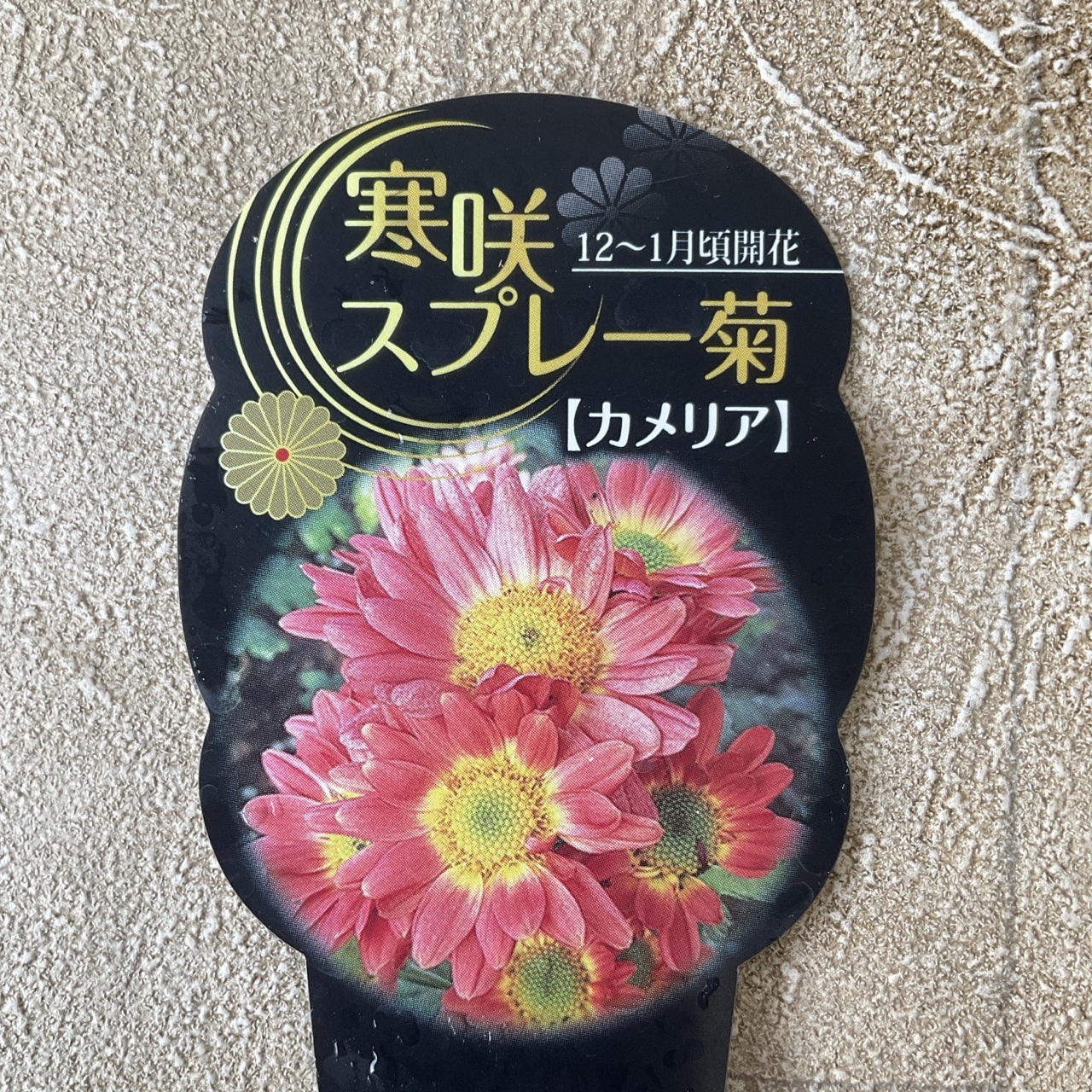 寒菊 寒咲スプレー菊 選べる7種 | 鉢花・花苗 | 橋本種苗園オンライン