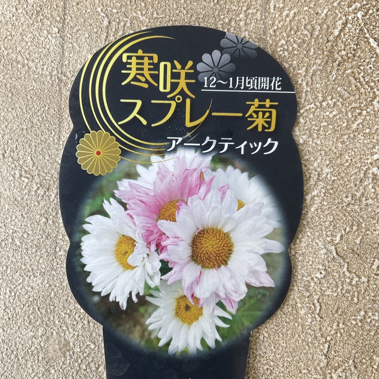 寒菊 寒咲スプレー菊 選べる7種 | 鉢花・花苗 | 橋本種苗園オンライン