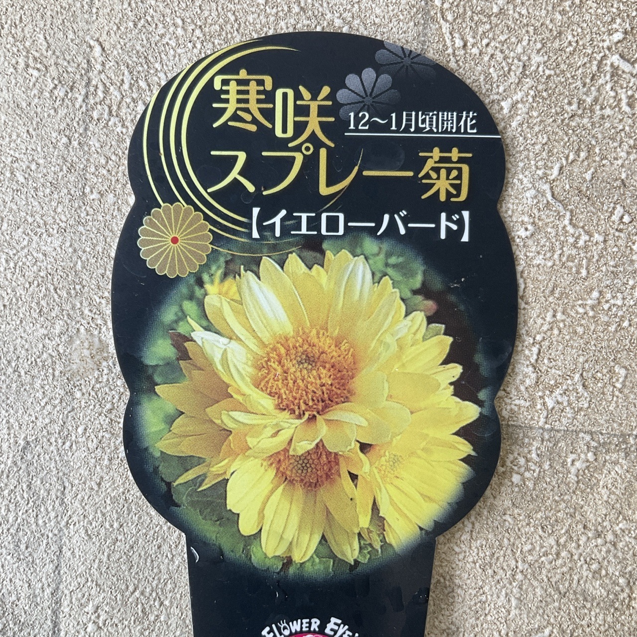 寒菊 寒咲スプレー菊 選べる7種 | 鉢花・花苗 | 橋本種苗園オンライン