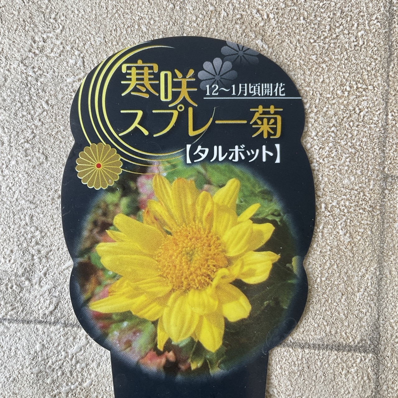 寒菊 寒咲スプレー菊 選べる7種 | 鉢花・花苗 | 橋本種苗園オンライン