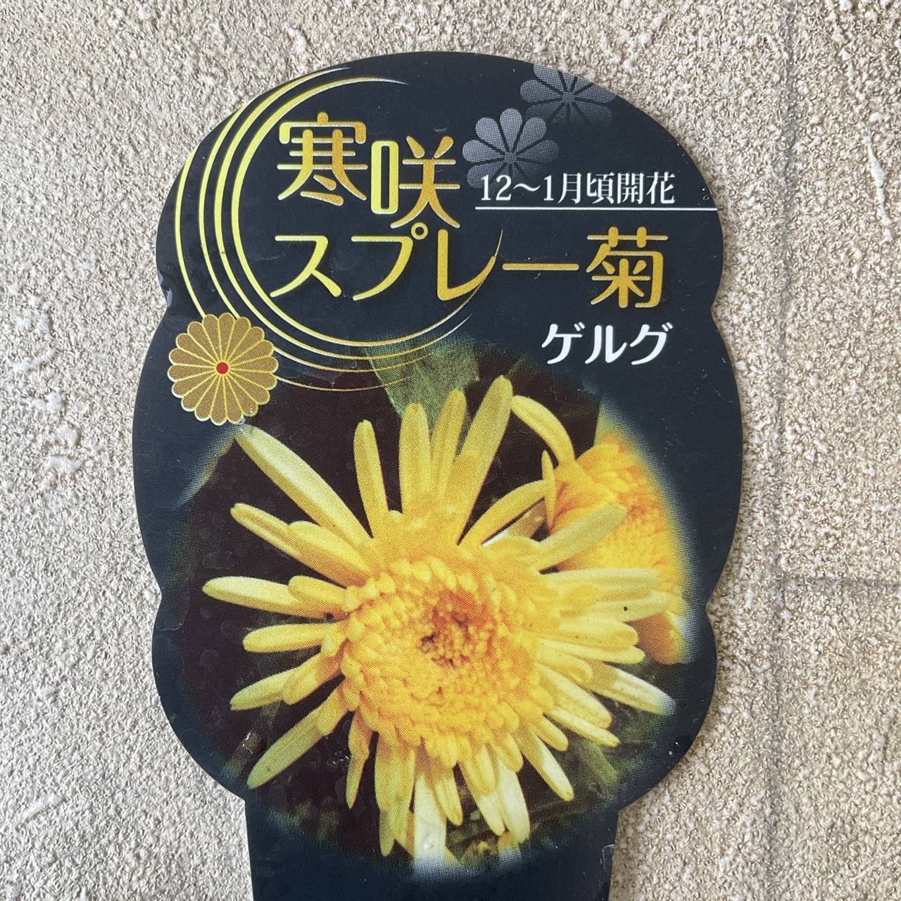 寒菊 寒咲スプレー菊 選べる7種 | 鉢花・花苗 | 橋本種苗園オンライン