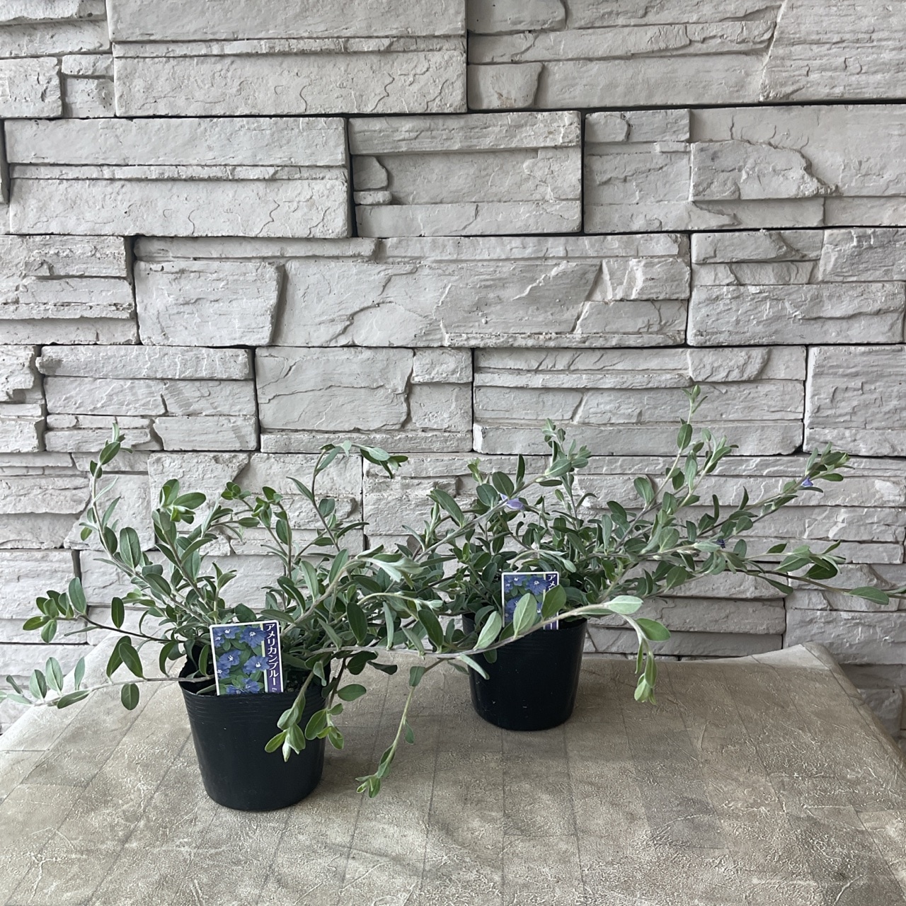 アメリカンブルー 3.5寸ポット | 鉢花・花苗 | 橋本種苗園オンラインストア