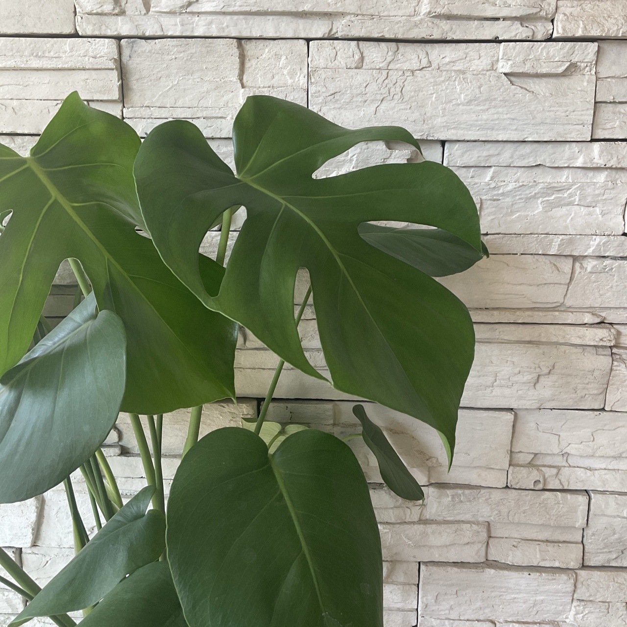 送料無料】【観葉植物】モンステラ 7寸鉢 | 観葉植物 | 橋本種苗園