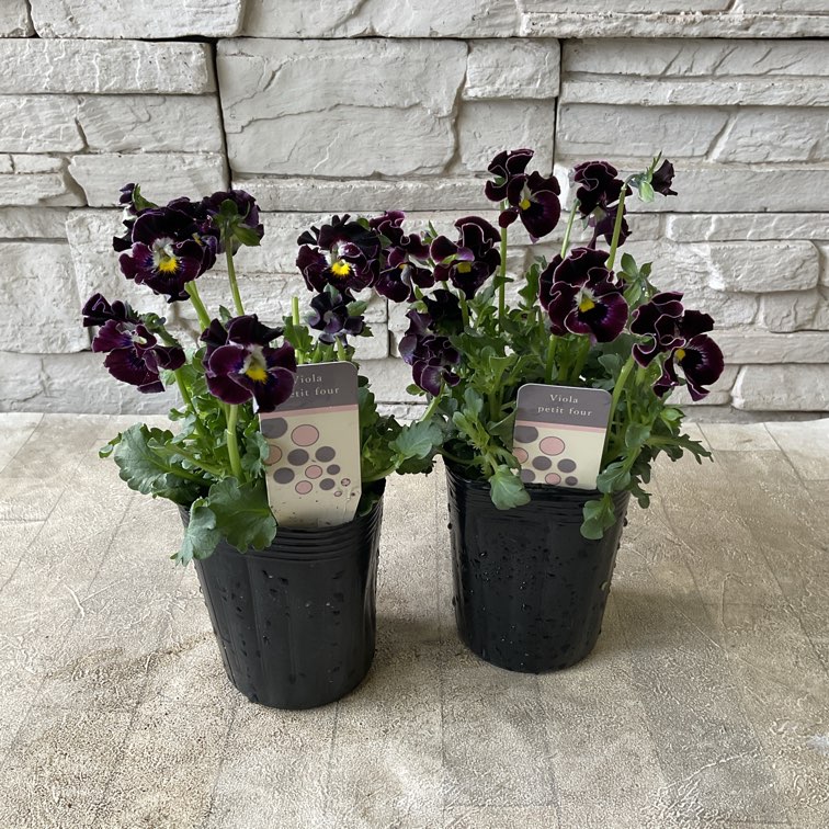 ビオラ プティフール 選べる♪3色 | 鉢花・花苗 | 橋本種苗園