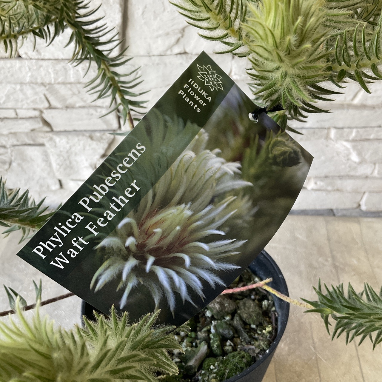 ぶち様専用フィリカプベッセンス ワフトフェザー No.2、5 【公式通販】