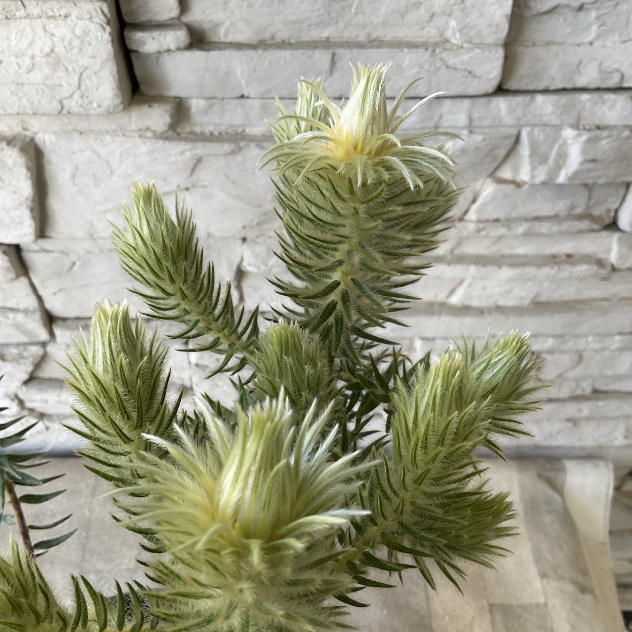 フィリカプベッセンス ワフトフェザー 5寸鉢 | 鉢花・花苗 | 橋本種苗