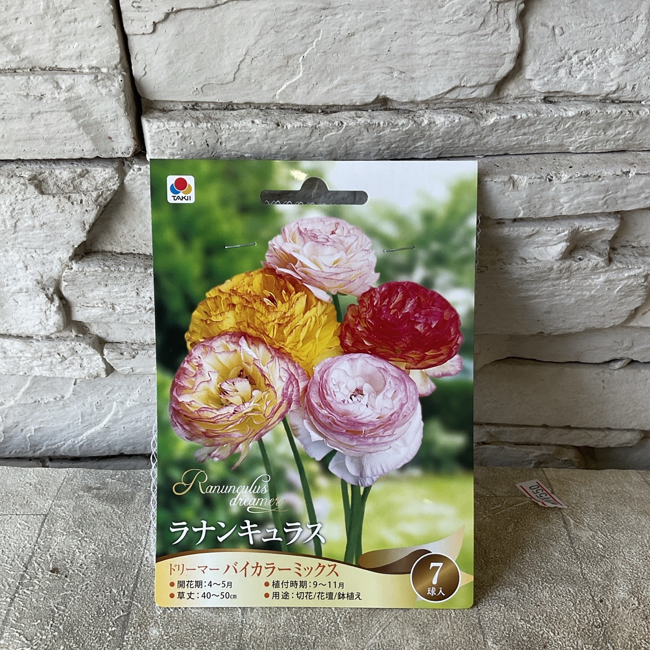 ウルトラあおむし　ラナンキュラス　球根 ウルトラあおむし様専用 ラナンキュラス 球根