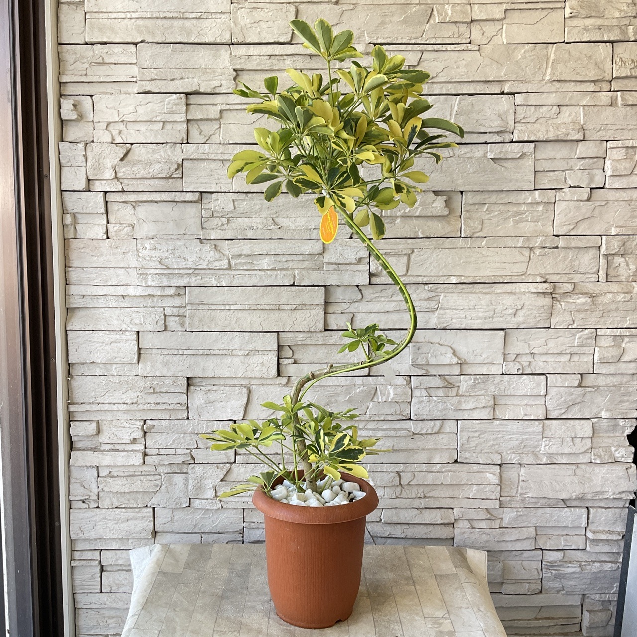 送料無料】シェフレラ ハッピーイエロー スパイラル 7寸鉢 | 鉢花