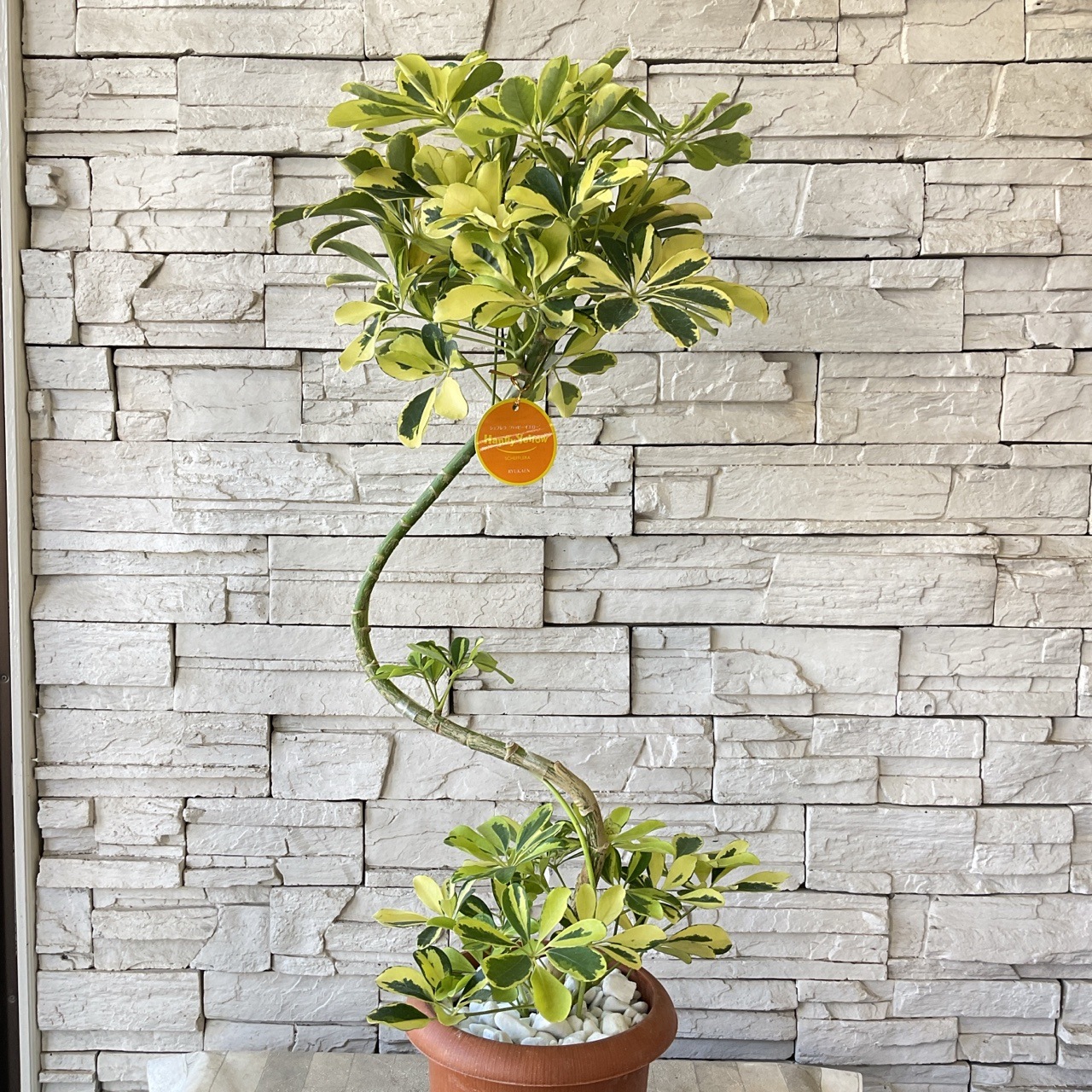 シェフレラ・ハッピーイエロー シェフレラ ハッピーイエロー 【観葉植物 4号】｜ 【植物の