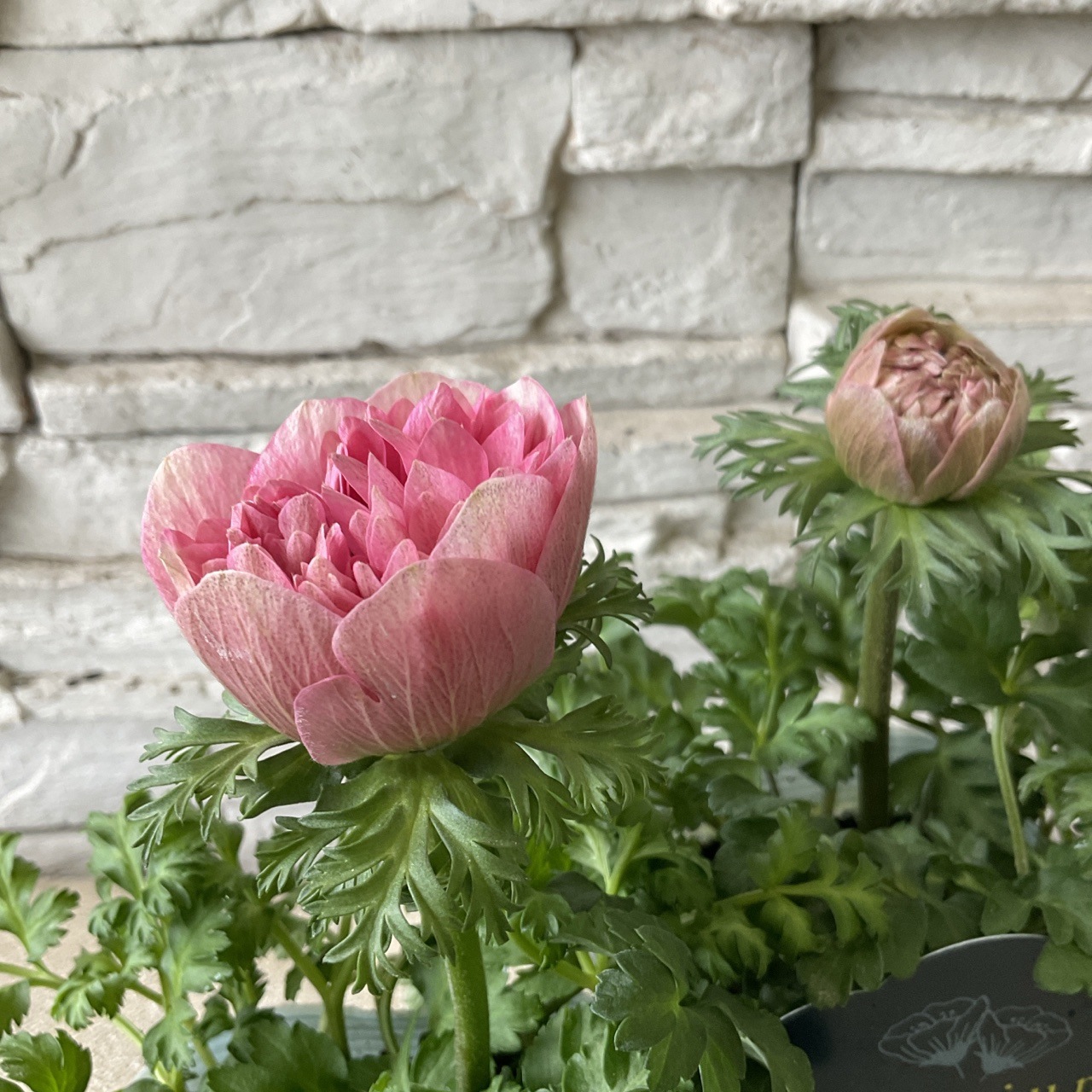 プレミアムアネモネ 選べる3色 | 鉢花・花苗 | 橋本種苗園オンラインストア