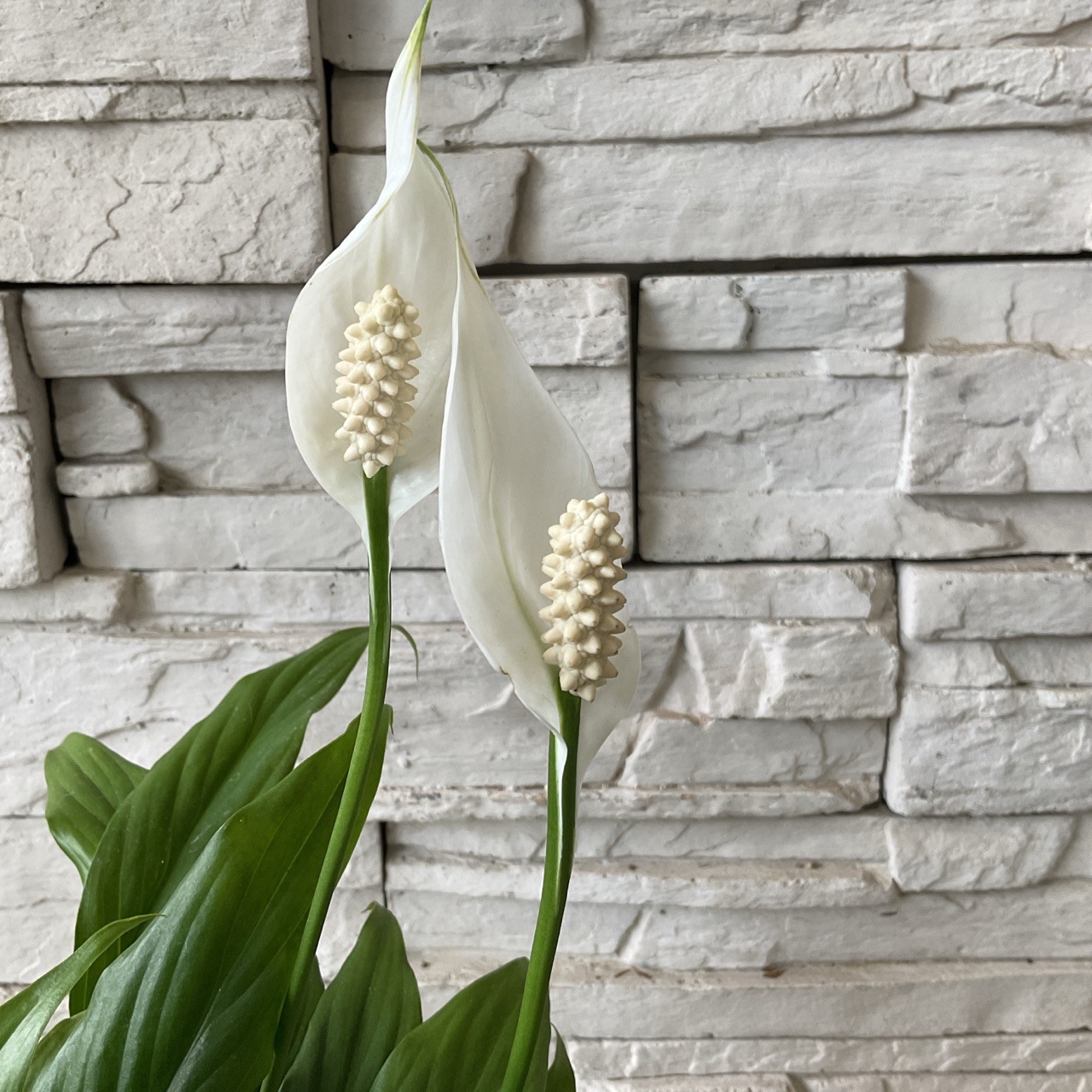 見切品 葉だけの状態】【観葉植物】スパティフィラム 5寸鉢 | 観葉植物 