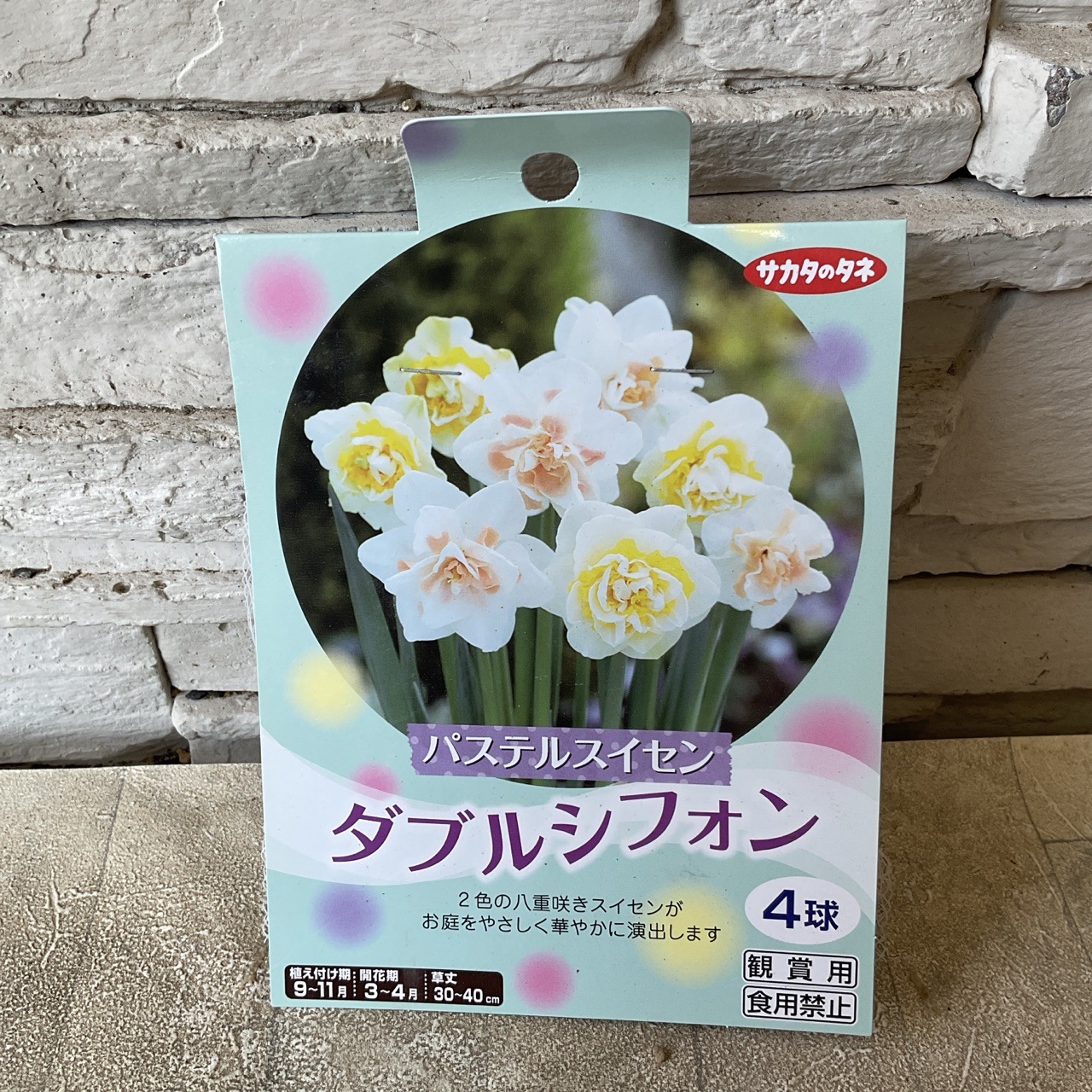 【球根】パステルスイセン ダブルシフォン 4球入り