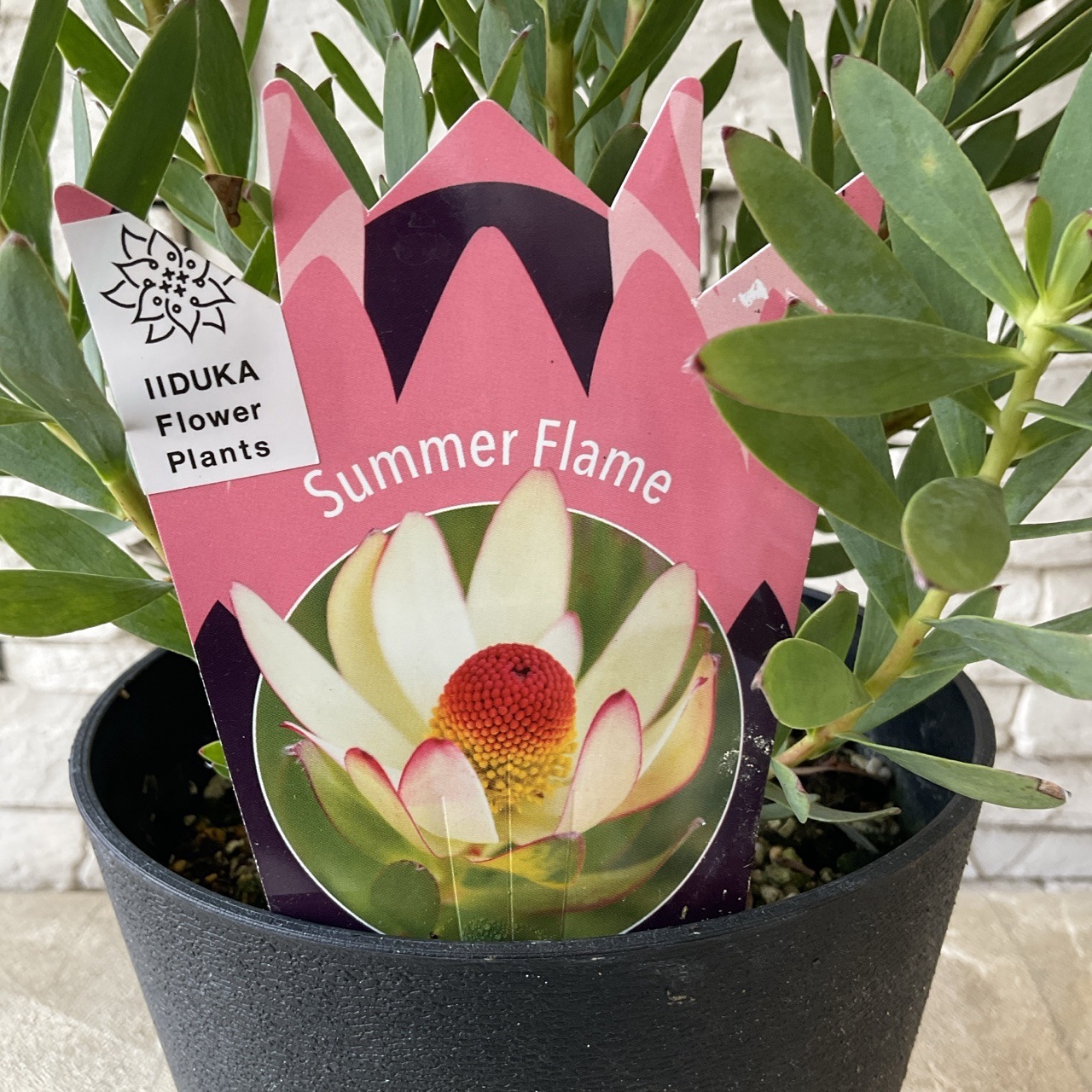 リューカデンドロン サマーフレーム 5寸鉢 | 鉢花・花苗 | 橋本種苗園