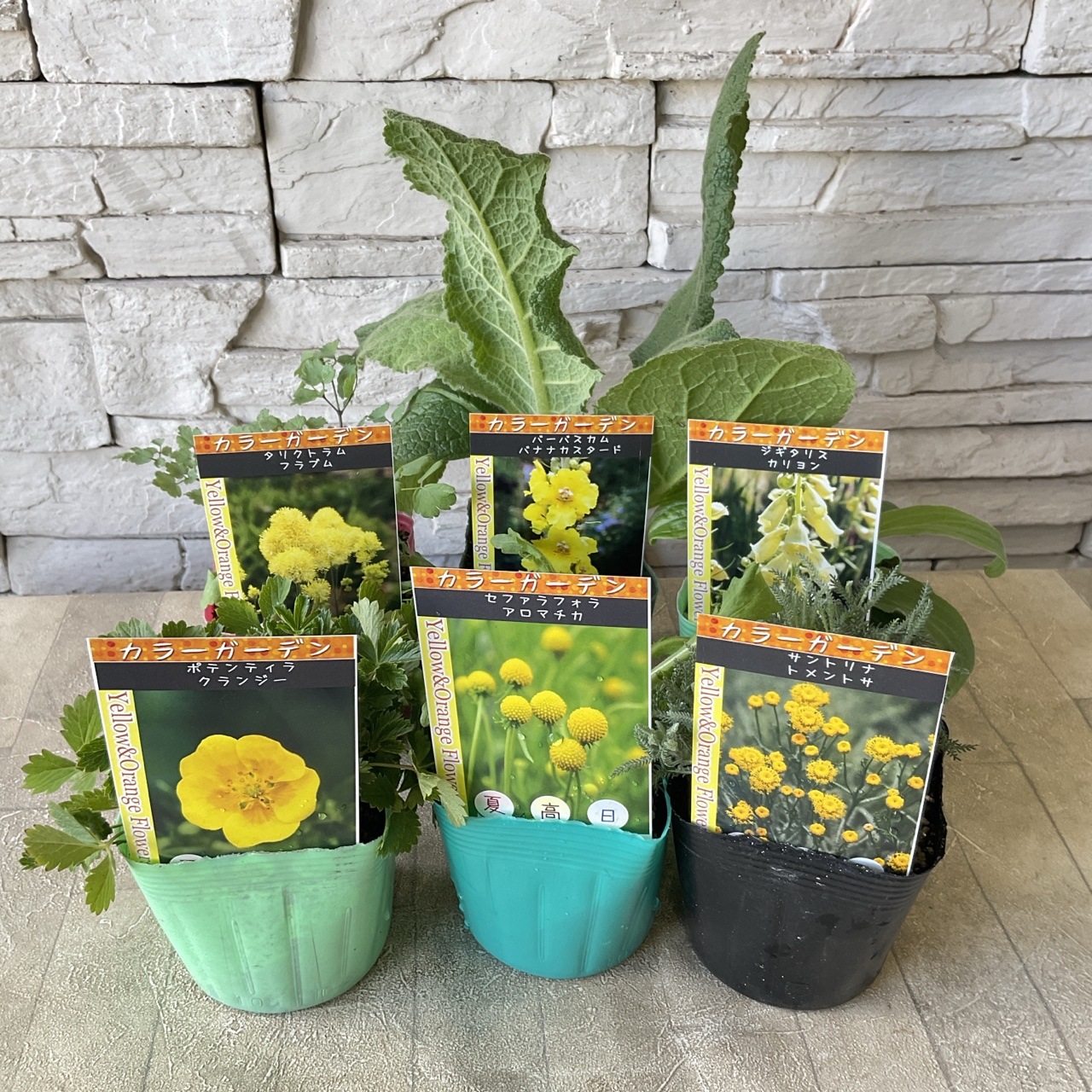 宿根草 ガーデンセット イエロー系＆オレンジ系 選べる♪6種 | 鉢花