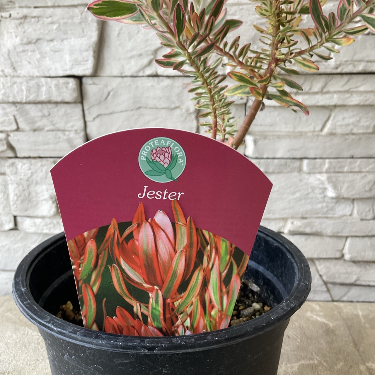 リューカデンドロン サファリサンセット 5寸ポット リューカ