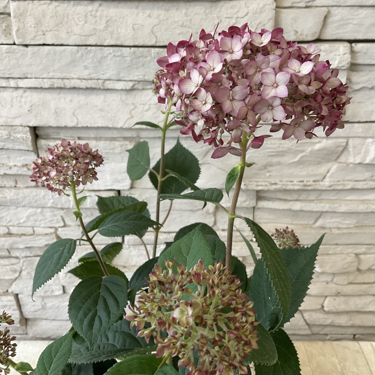 アメリカアジサイ ルビーのアナベル 5寸鉢 | 鉢花・花苗 | 橋本種苗園