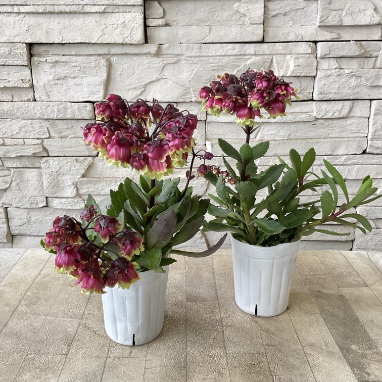 カランコエ サニーデイ 八重咲きウェンディ 3寸ポット | 鉢花・花苗