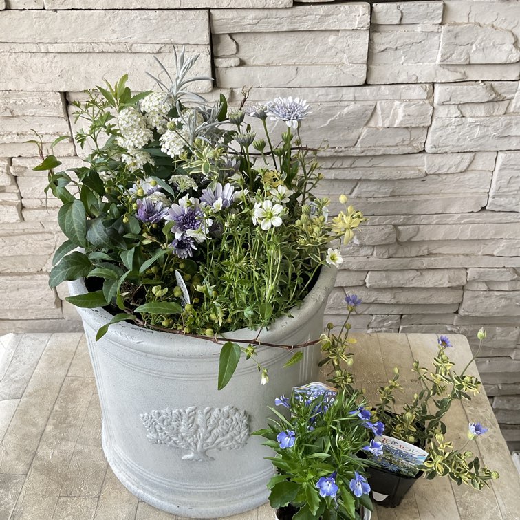 自分で作る寄せ植え花苗セット】春のシルバーブルー | 鉢花・花苗