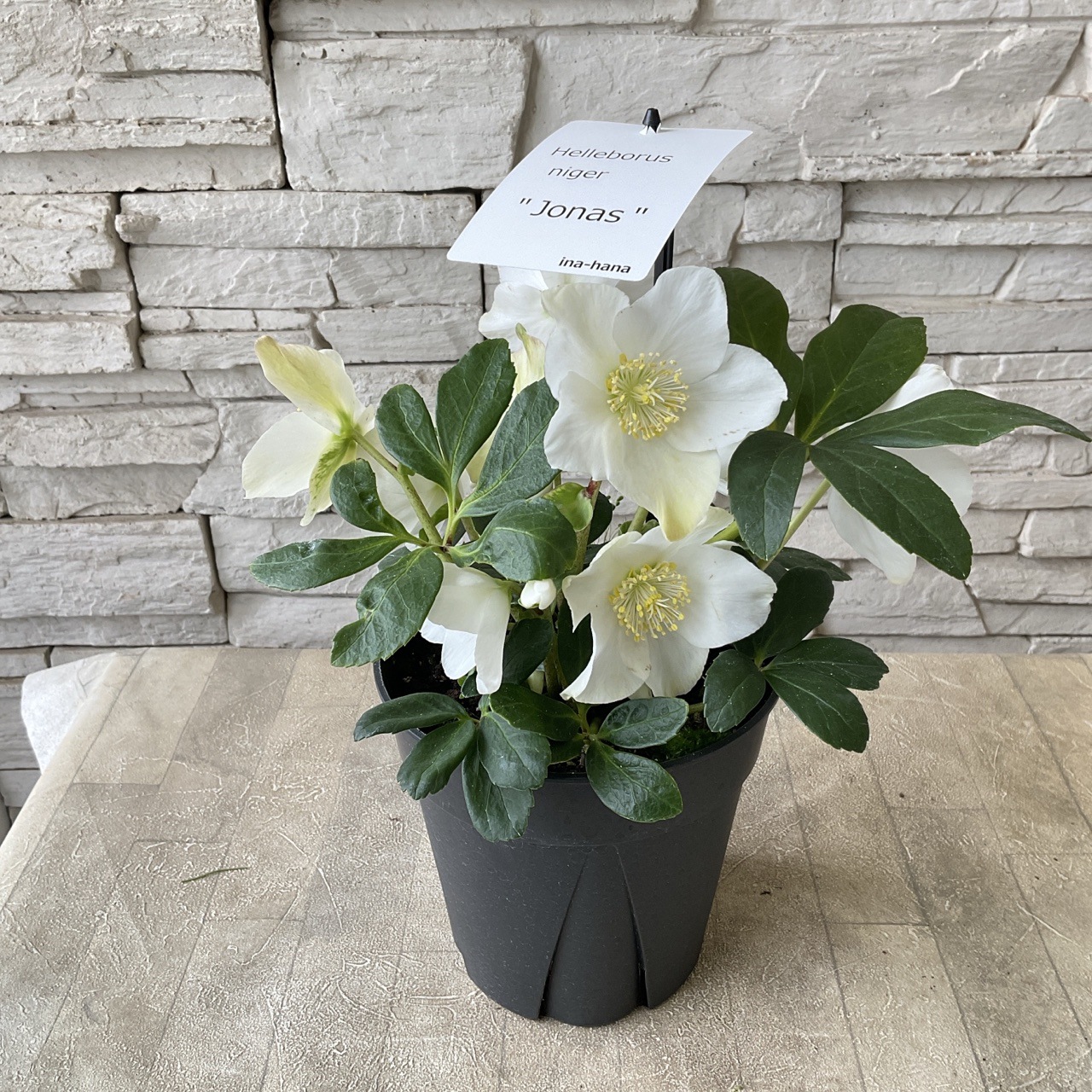 クリスマスローズ ニゲル ジョナス 5寸鉢 | 鉢花・花苗 | 橋本