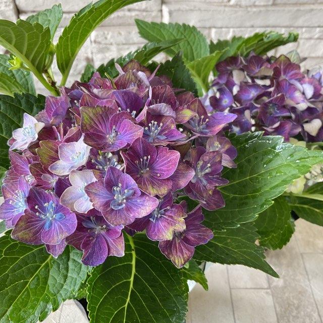 アジサイ アジサイ：AKATSUKI（アカツキ）3.5号ポット の通販 | 園芸ネット