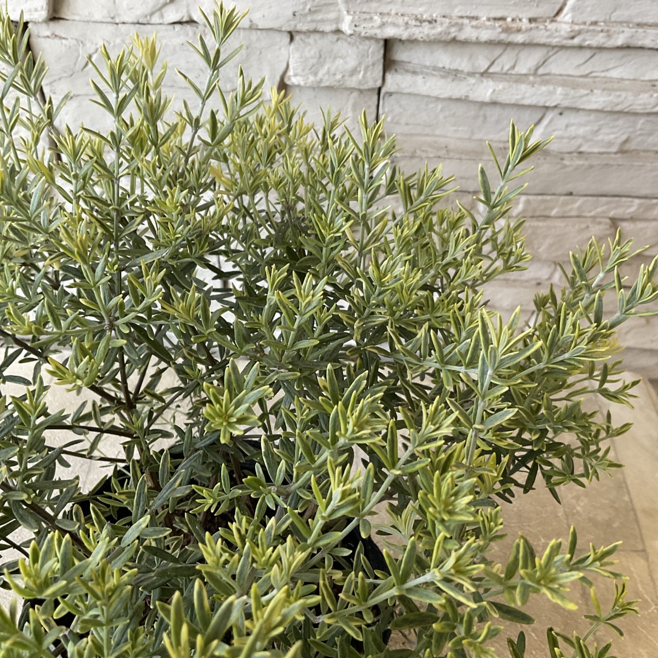 ウエストリンギア モーニングライト 5寸ポット | 鉢花・花苗 | 橋本