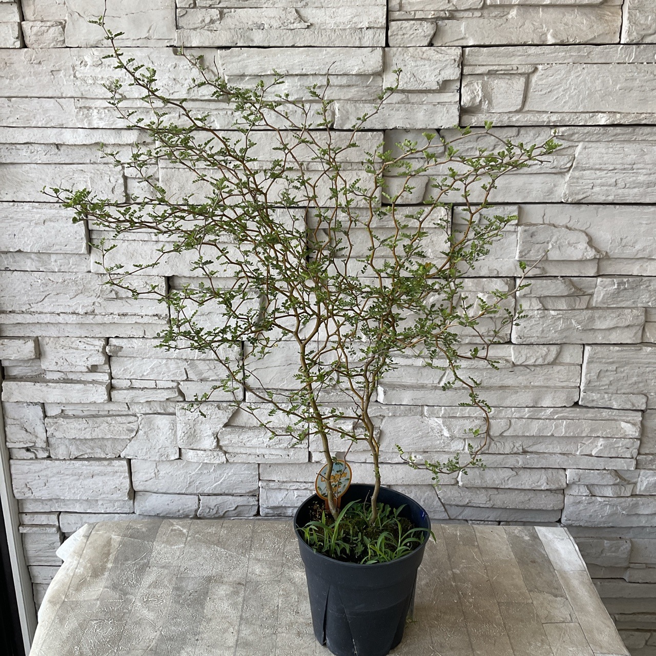 ＊彦星さま＊ソフォラリトルベイビー&ホスタ苗　常緑樹　観葉植物