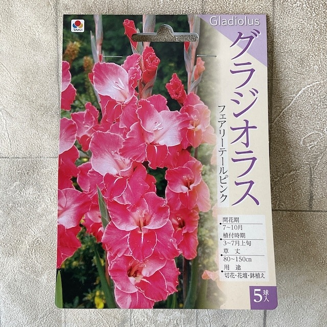 【球根】グラジオラス 濃いピンク　5球　タキイ種苗