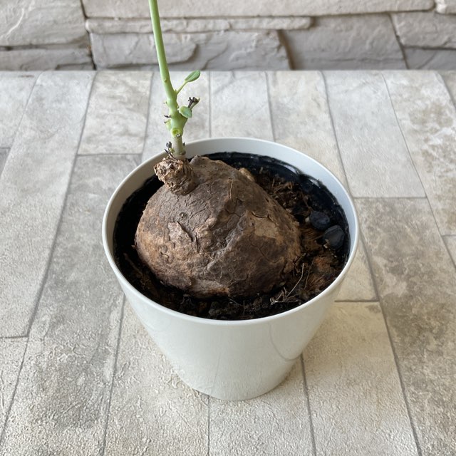 ステファニア エレクタ 3号鉢 | 観葉植物 | 橋本種苗園オンラインストア