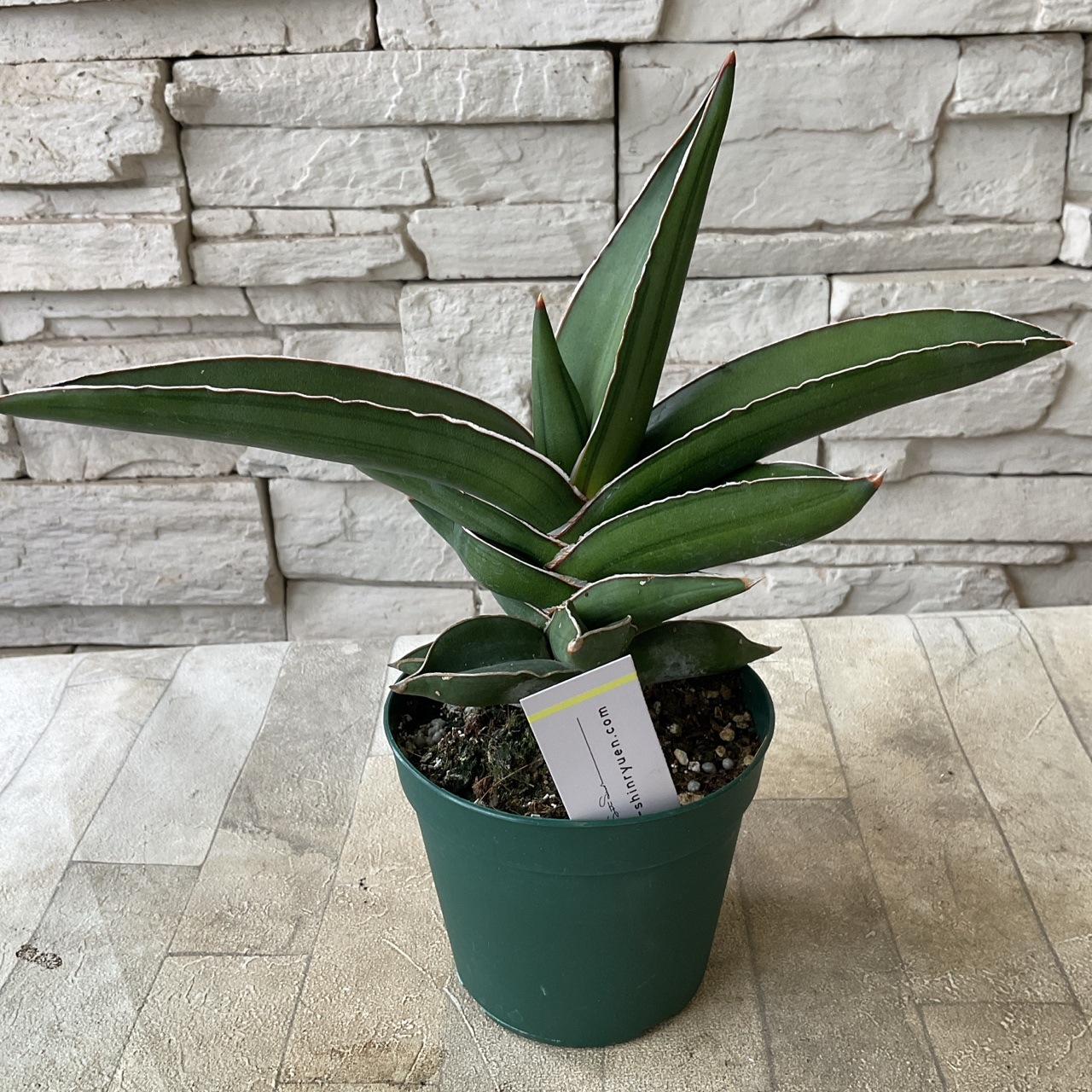 サンスベリア サムライドワーフ斑入り