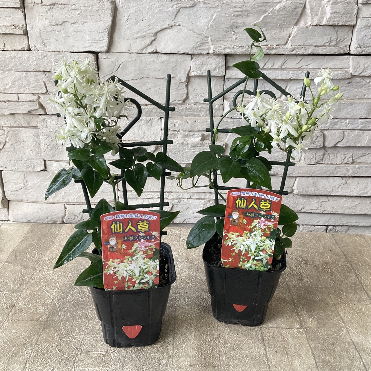 仙人草 和製クレマチス 3寸ポット | 鉢花・花苗 | 橋本種苗園