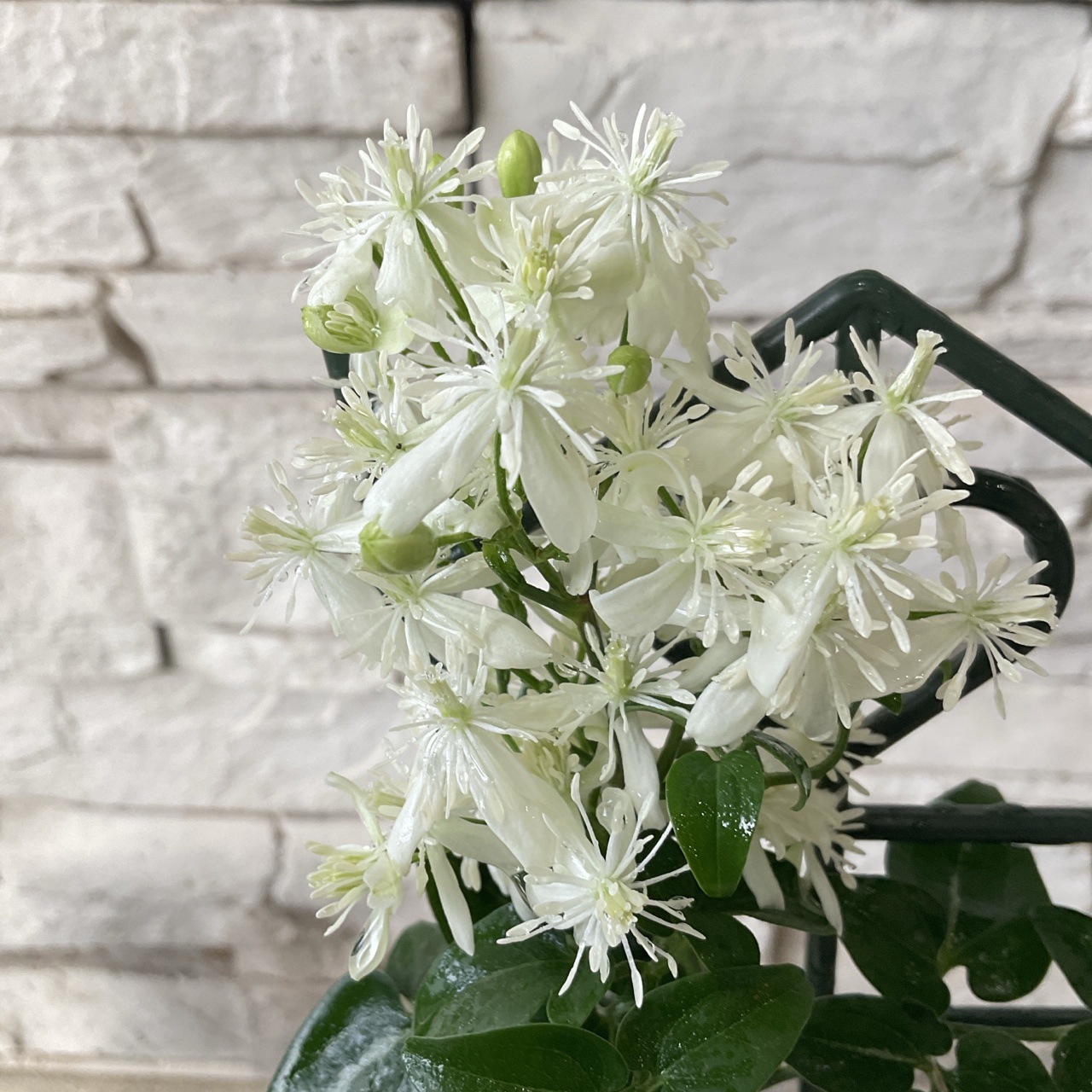 仙人草 和製クレマチス 3寸ポット | 鉢花・花苗 | 橋本種苗園