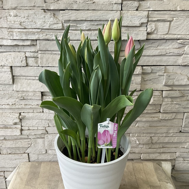 チューリップ 8寸鉢 選べる♪7色 | 鉢花・花苗 | 橋本種苗園オンライン