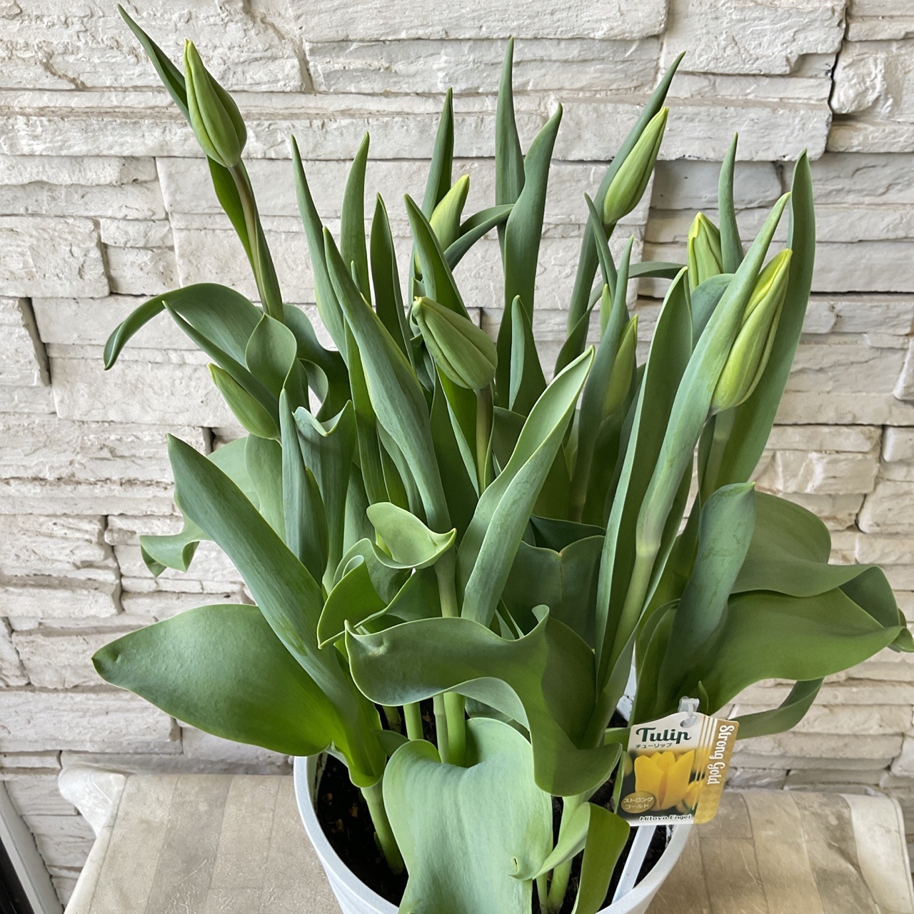 チューリップ 8寸鉢 選べる♪7色 | 鉢花・花苗 | 橋本種苗園オンライン