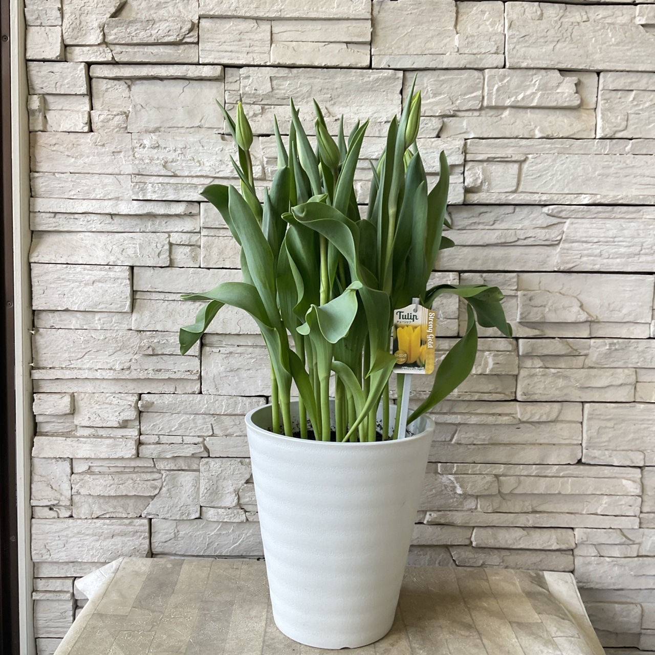 チューリップ 8寸鉢 選べる♪7色 | 鉢花・花苗 | 橋本種苗園オンライン