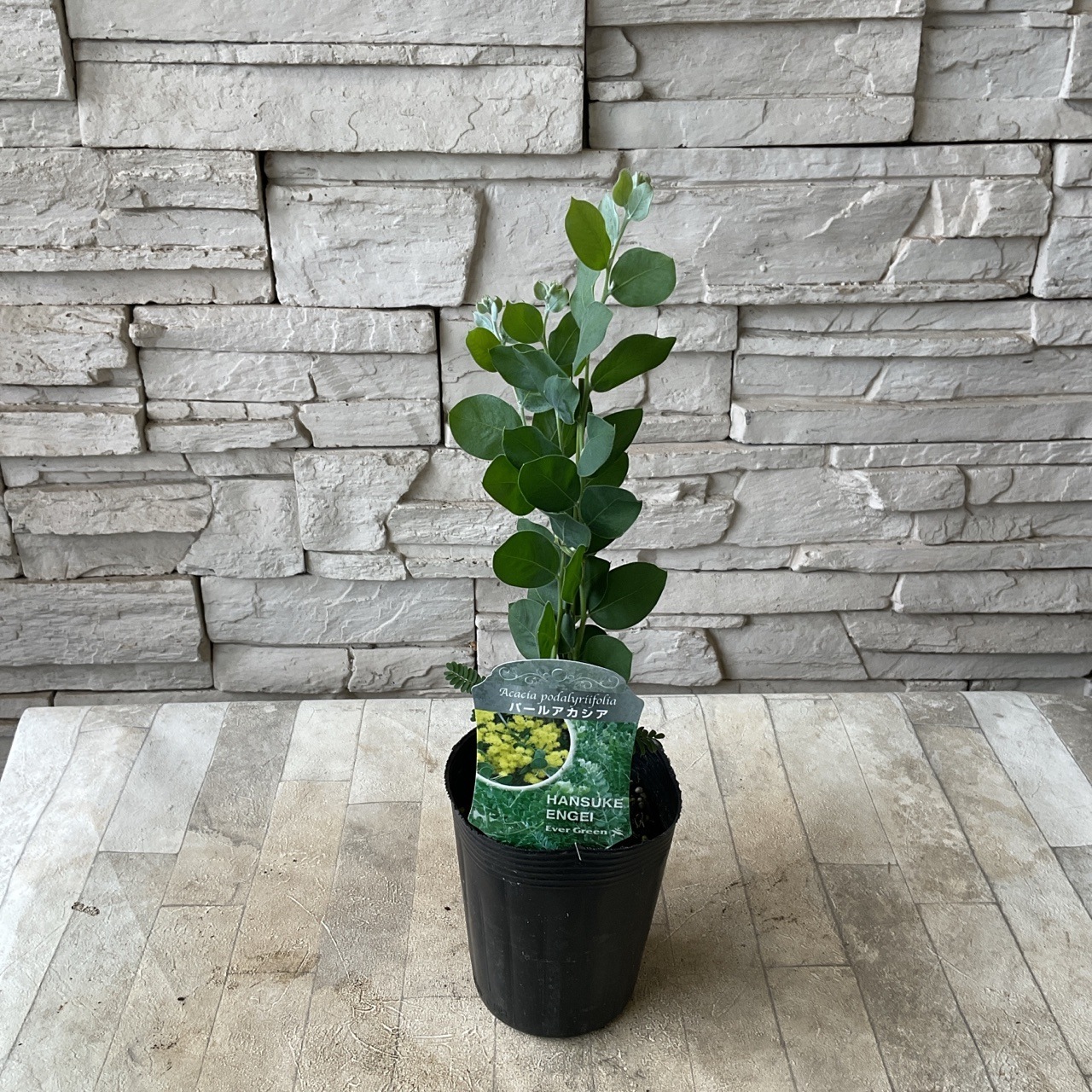 参考画像大きさの比較アカシアブリスベンとパールアカシア