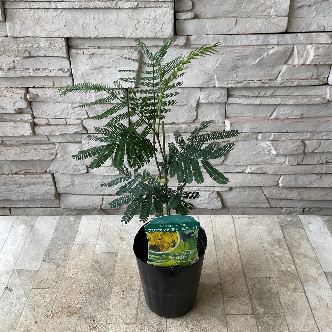 アカシア 選べる10種類 | 鉢花・花苗 | 橋本種苗園オンラインストア