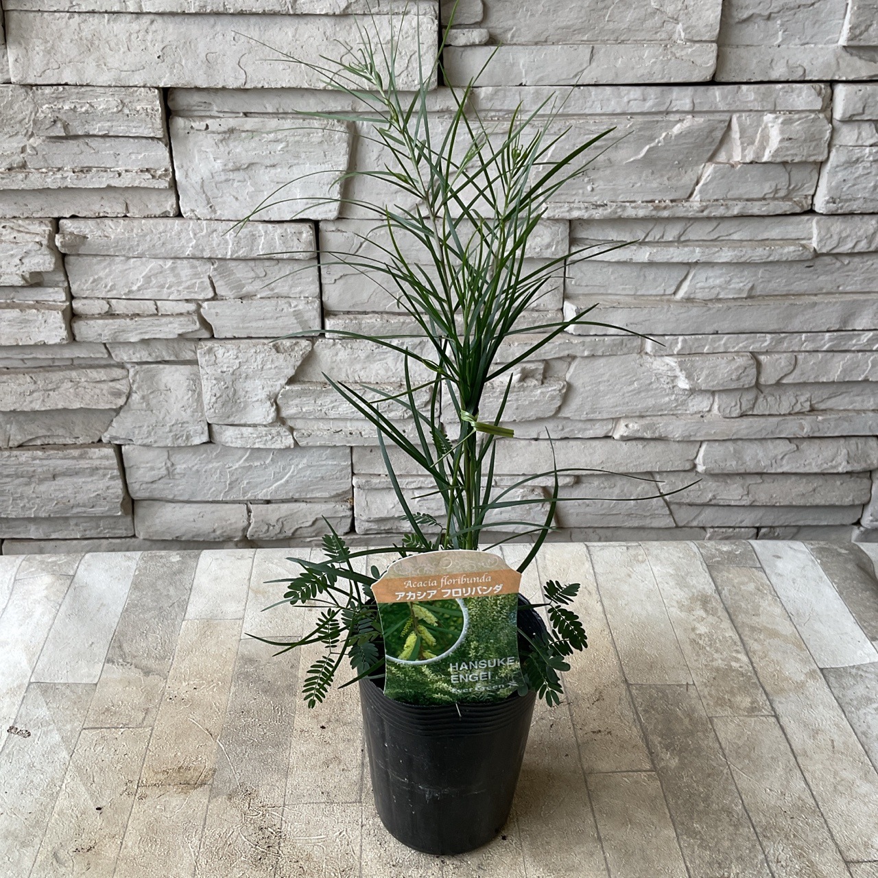 アカシア 選べる10種類 | 鉢花・花苗 | 橋本種苗園オンラインストア