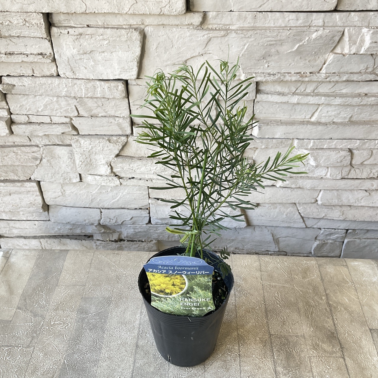 アカシア 選べる10種類 | 鉢花・花苗 | 橋本種苗園オンラインストア