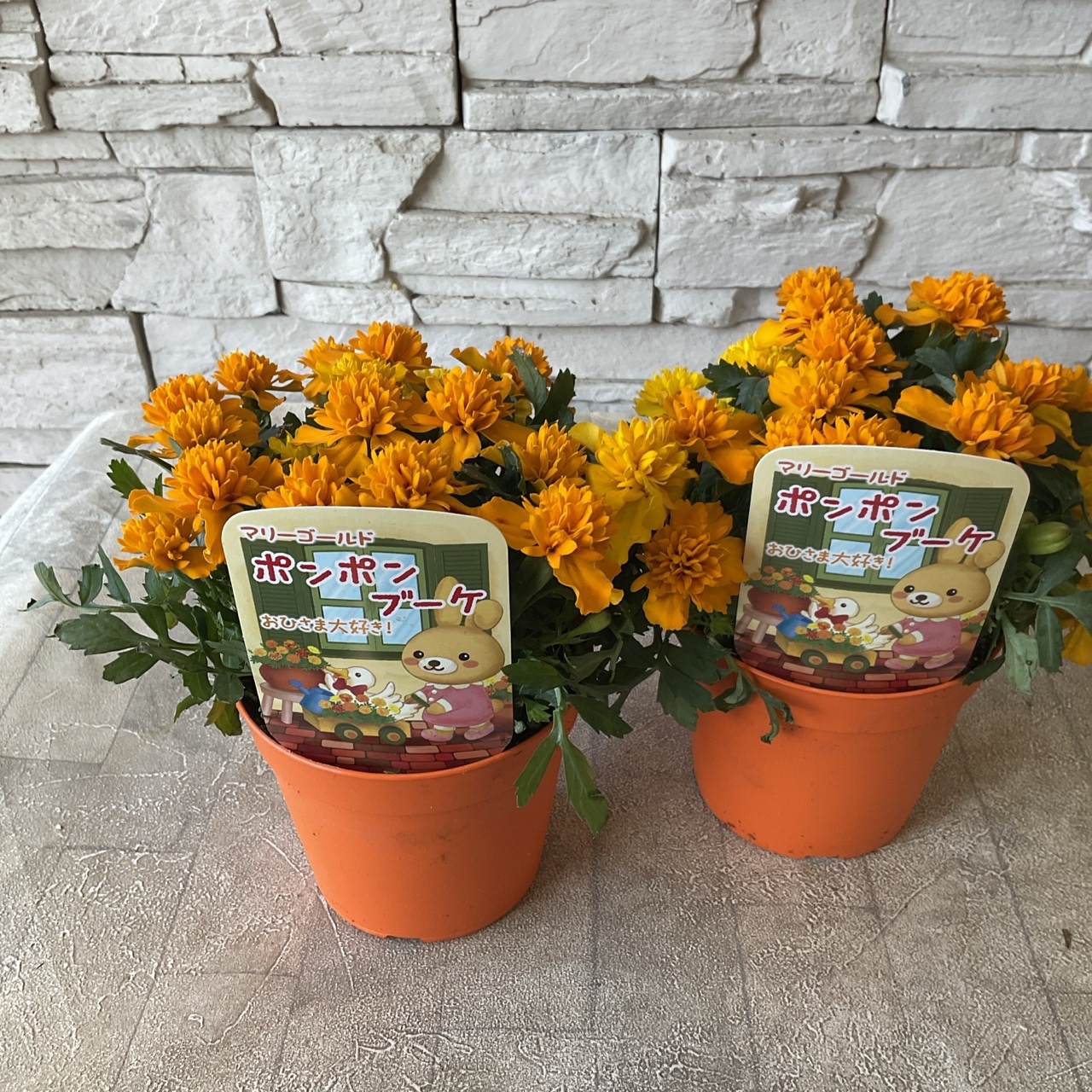 マリーゴールド ポンポンブーケ 3.5寸鉢 | 鉢花・花苗 | 橋本種苗園