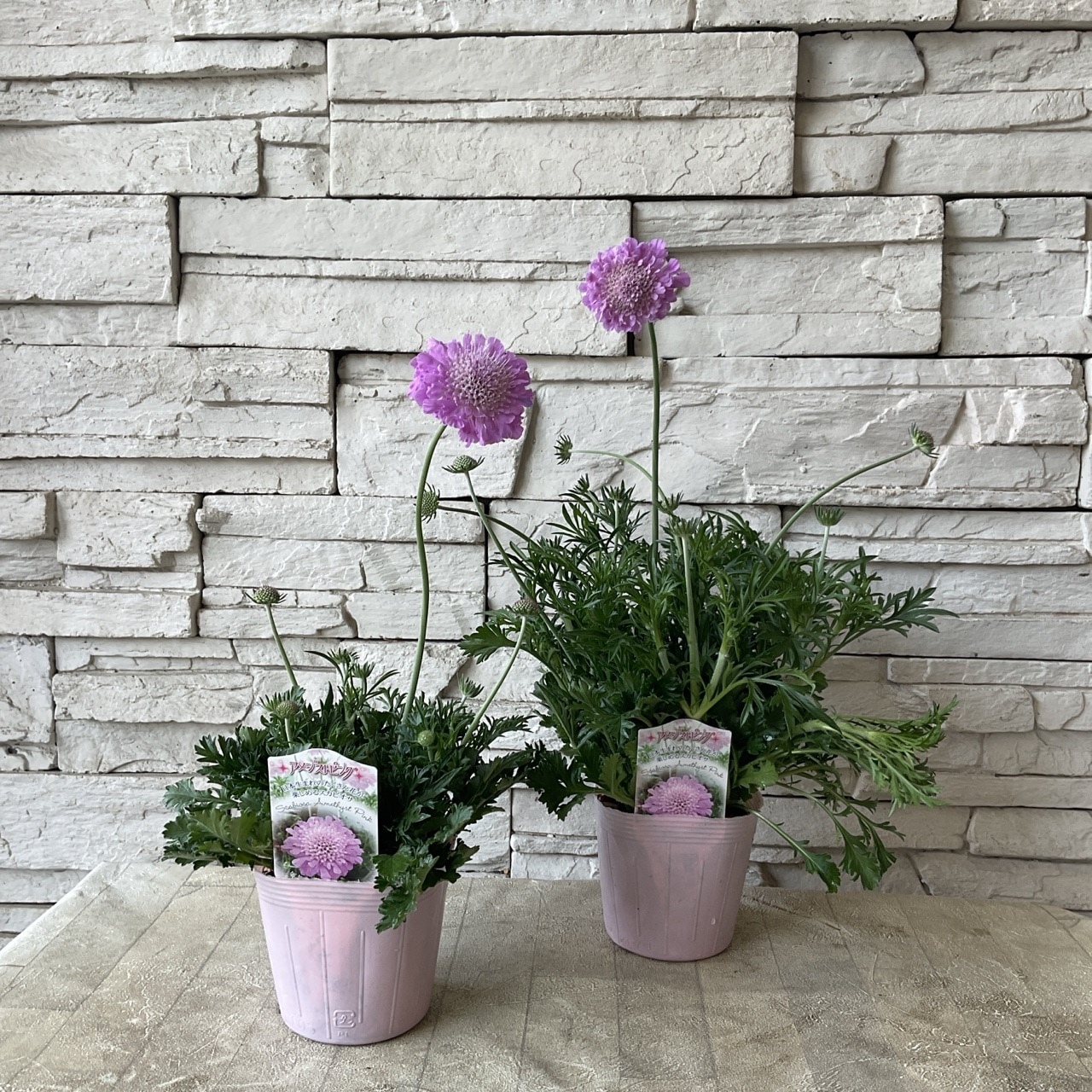 スカビオサ アメジストピンク 3.5寸ポット | 鉢花・花苗 | 橋本種苗園