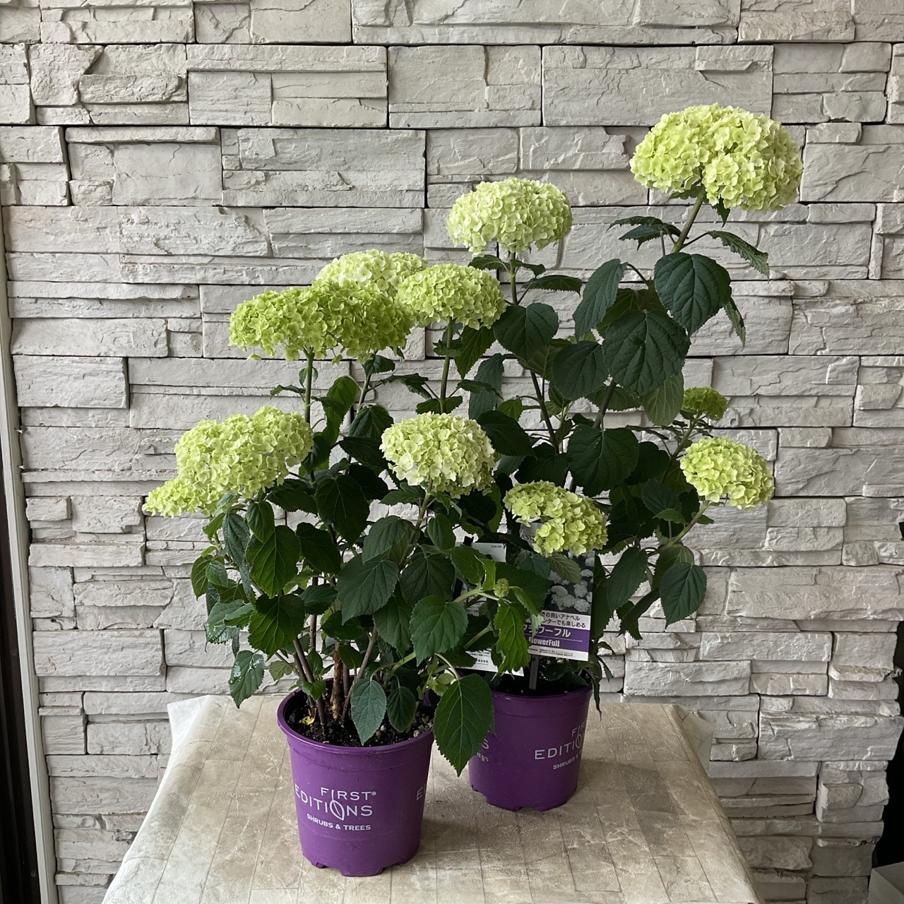 ななさま専用ページ　【　アナベル　】Sサイズ 新品種！アジサイ アナベル フラワーフル 5寸鉢 | 鉢花・花苗 | 橋本