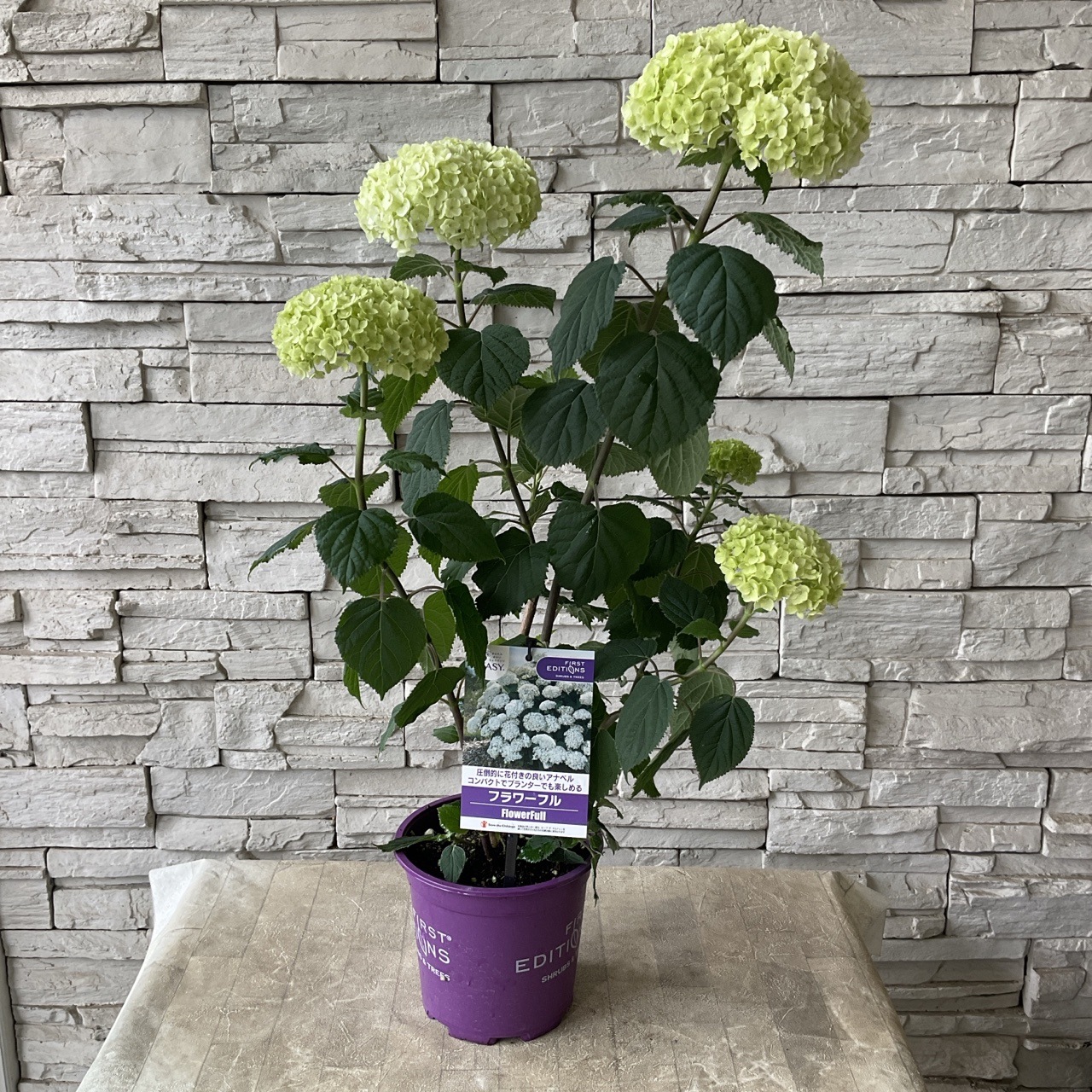 ななさま専用ページ　【　アナベル　】Sサイズ プリザーブド】東花/ソフトあじさいアナベルスプラッシュクランベリー