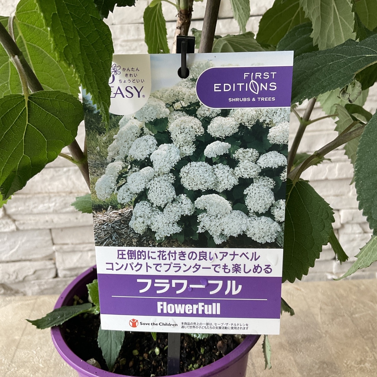 新品種！アジサイ アナベル フラワーフル 5寸鉢 | 鉢花・花苗 | 橋本